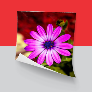 Papel fotográfico Papel Fotográfico    Sem Acabamento 